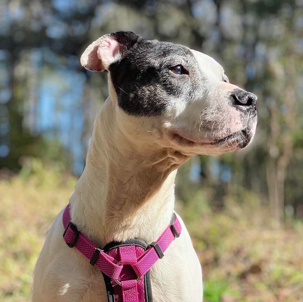 Neenah, an adoptable Cattle Dog, American Staffordshire Terrier in Whitestone, NY, 11357 | Photo Image 3