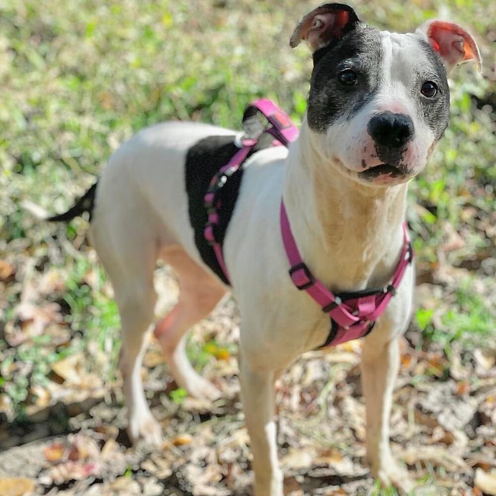 Neenah, an adoptable Cattle Dog, American Staffordshire Terrier in Whitestone, NY, 11357 | Photo Image 4
