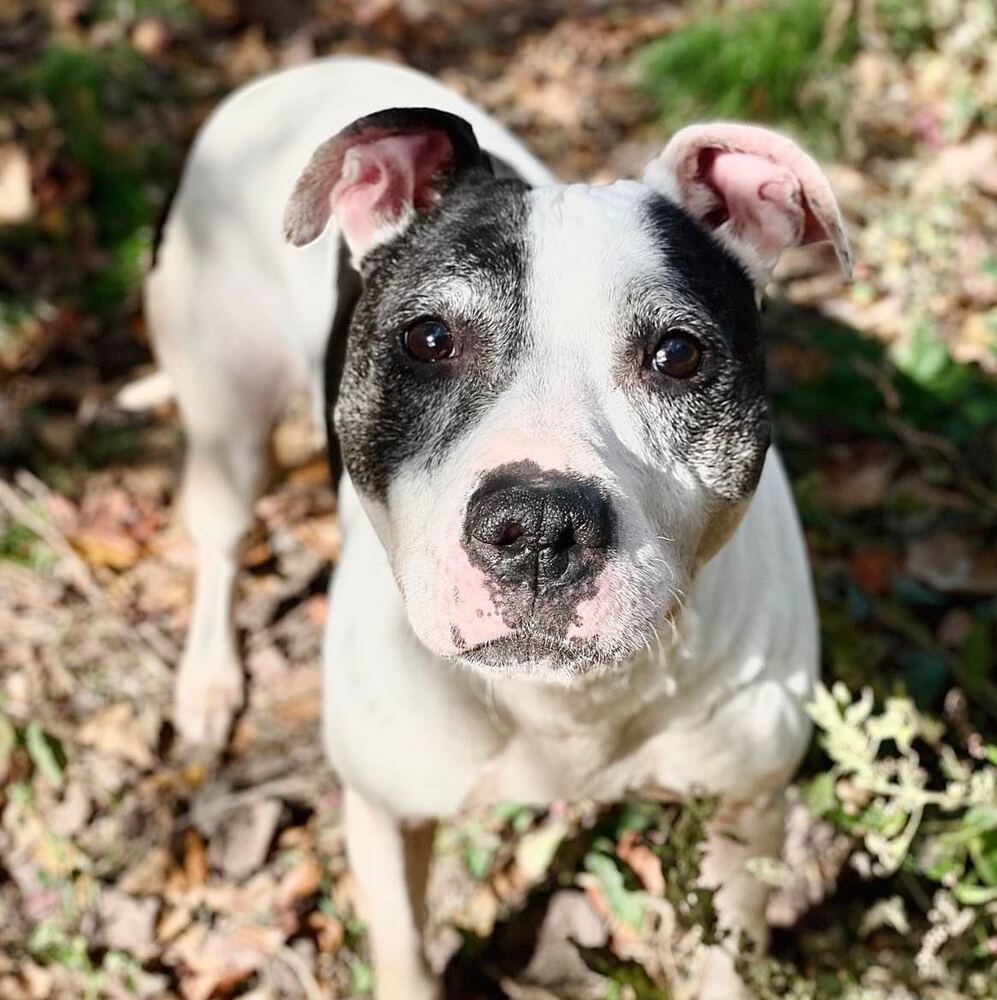 Neenah, an adoptable Cattle Dog, American Staffordshire Terrier in Whitestone, NY, 11357 | Photo Image 5