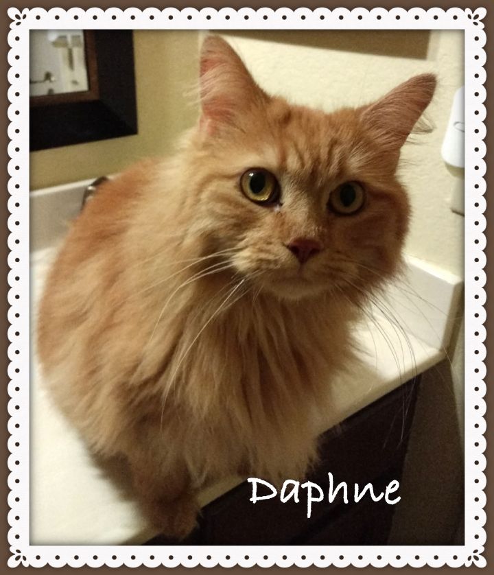 Daphne 2
