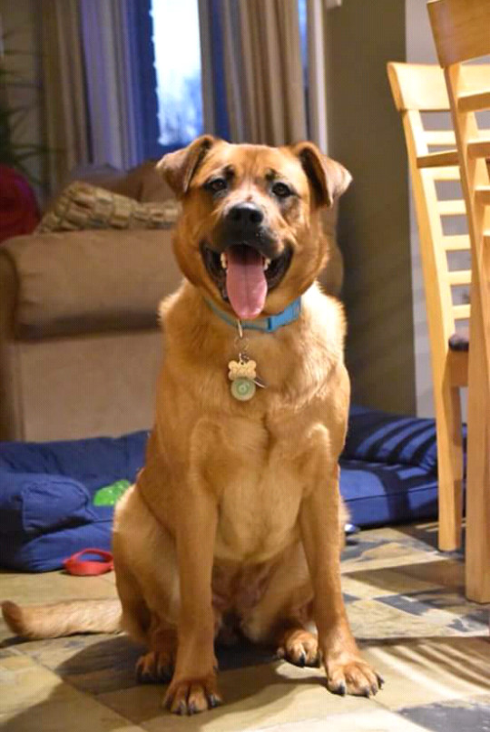 Mena, an adopted Rottweiler & Labrador Retriever Mix in Hawkestone, ON_image-2