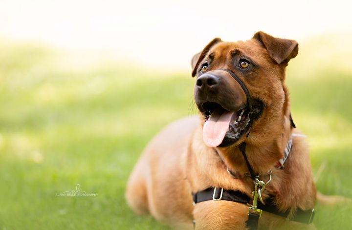 Mena, an adopted Rottweiler & Labrador Retriever Mix in Hawkestone, ON_image-3