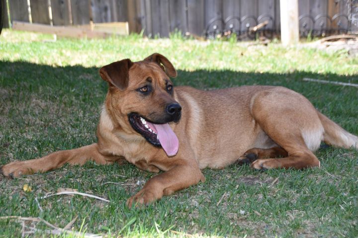 Mena, an adopted Rottweiler & Labrador Retriever Mix in Hawkestone, ON_image-5
