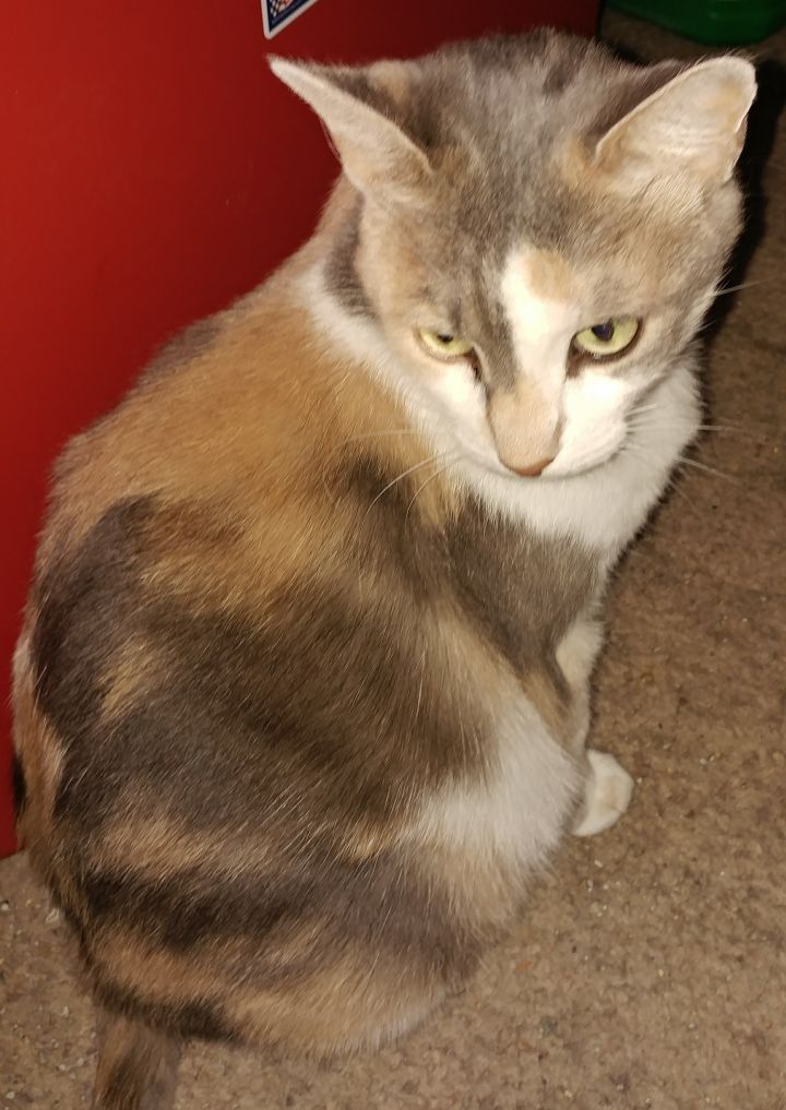 Cat For Adoption Alice A Domestic Short Hair Calico Mix In