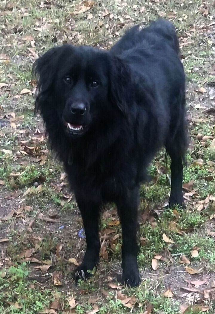 all black border collie mix