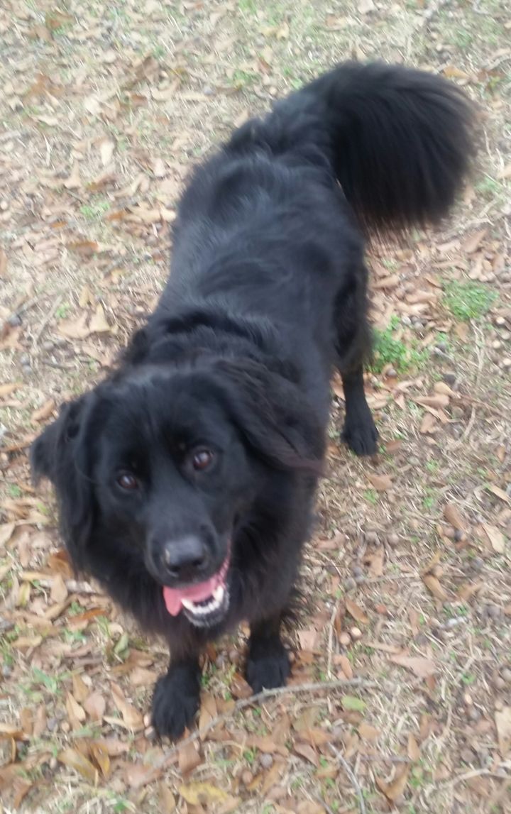 all black border collie mix