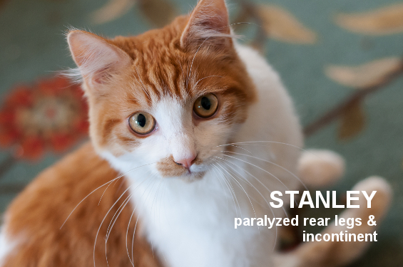 Stanley, an adoptable Domestic Short Hair in Santa Rosa, CA, 95404 | Photo Image 1