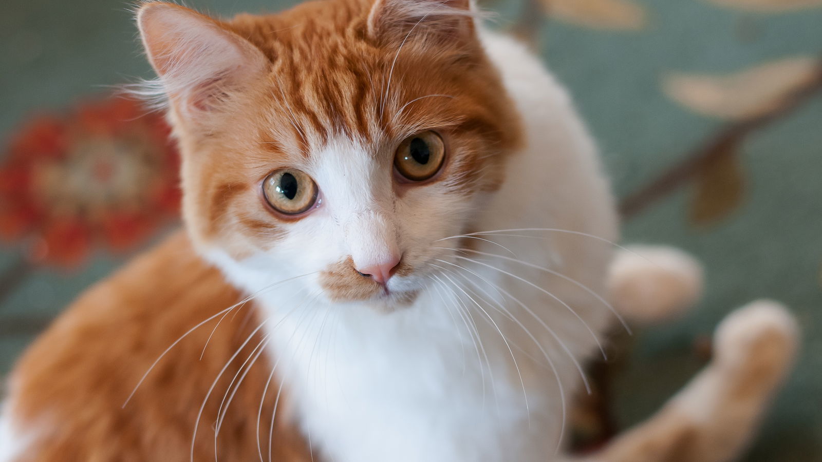 Stanley, an adoptable Domestic Short Hair in Santa Rosa, CA, 95404 | Photo Image 2