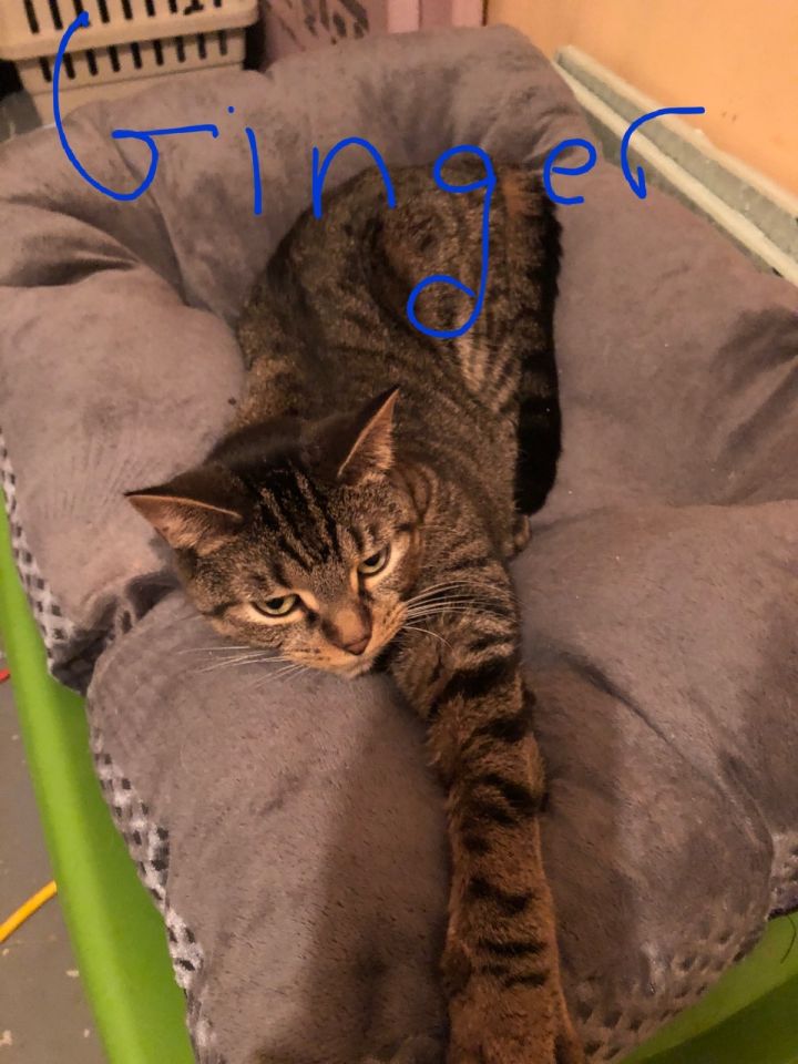 Ginger $10 adoption fee 3