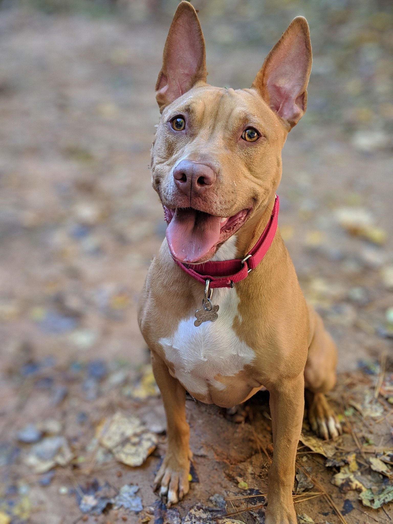 Fernanda - New Beginnings Promo, an adoptable Pit Bull Terrier in Alpharetta, GA, 30009 | Photo Image 1