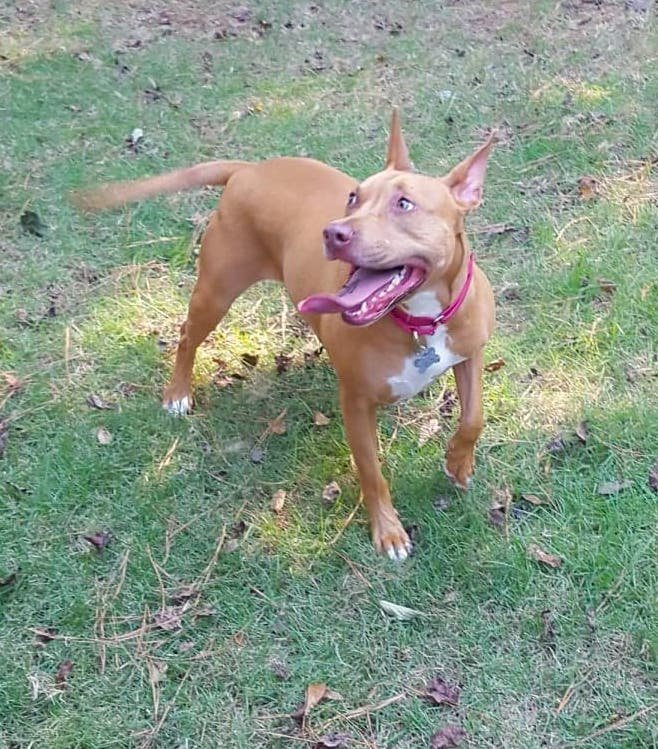 Fernanda, an adoptable Pit Bull Terrier in Alpharetta, GA, 30009 | Photo Image 1