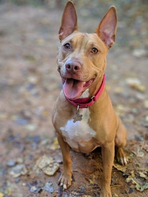 Fernanda Pit Bull Terrier Dog