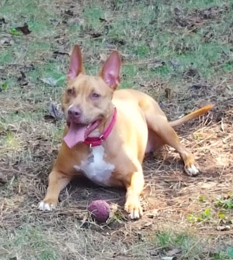 Fernanda, an adoptable Pit Bull Terrier in Alpharetta, GA, 30009 | Photo Image 3