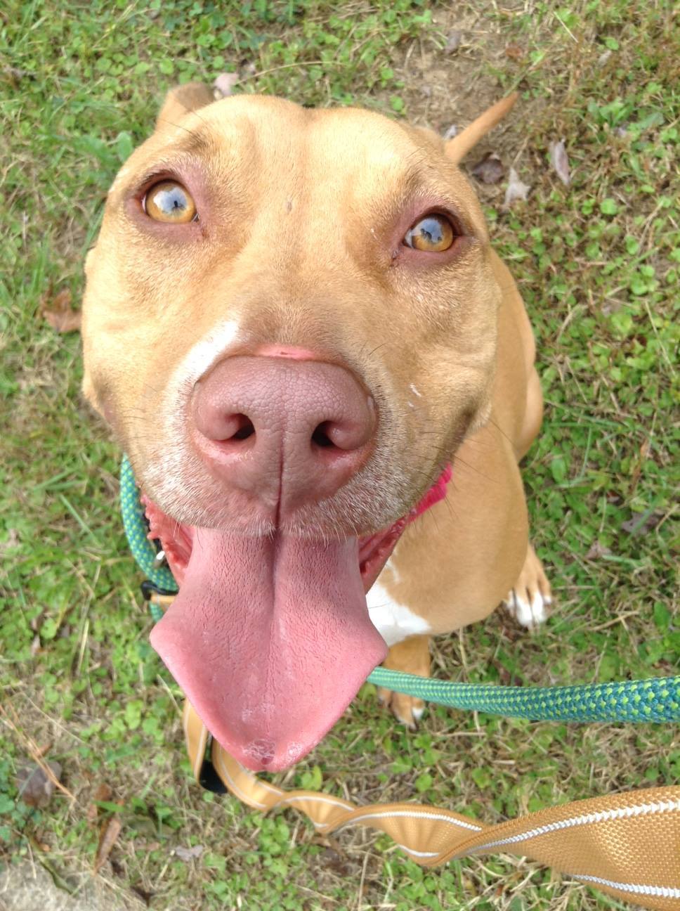 Fernanda, an adoptable Pit Bull Terrier in Alpharetta, GA, 30009 | Photo Image 4