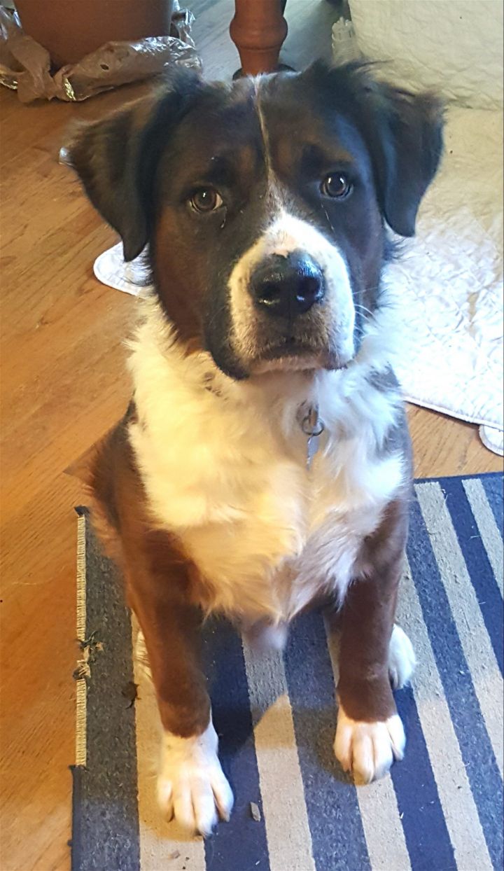 Dog for adoption - Rowling - Read Description, a Saint Bernard