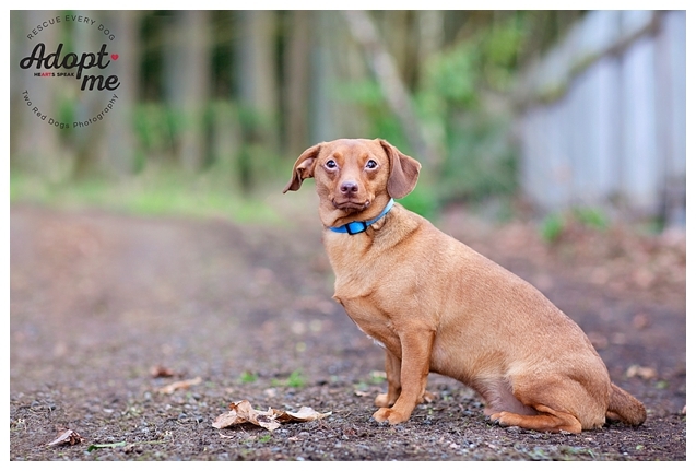 Toy 2024 dachshund rescue