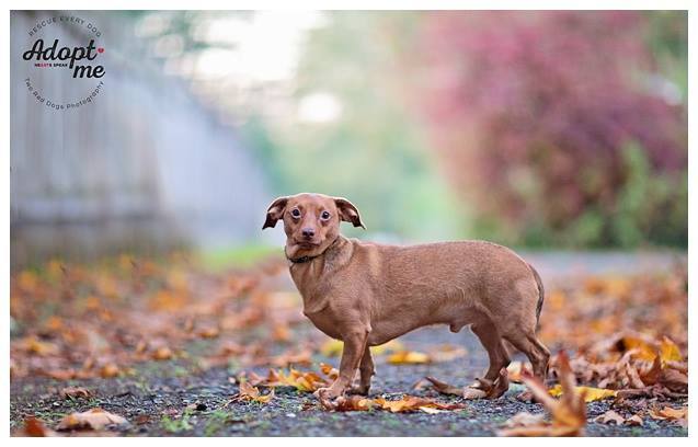 Weiner dogs hotsell for adoption