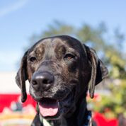 Bailey, an adoptable Plott Hound, Greyhound in Saint Petersburg, FL, 33707 | Photo Image 1