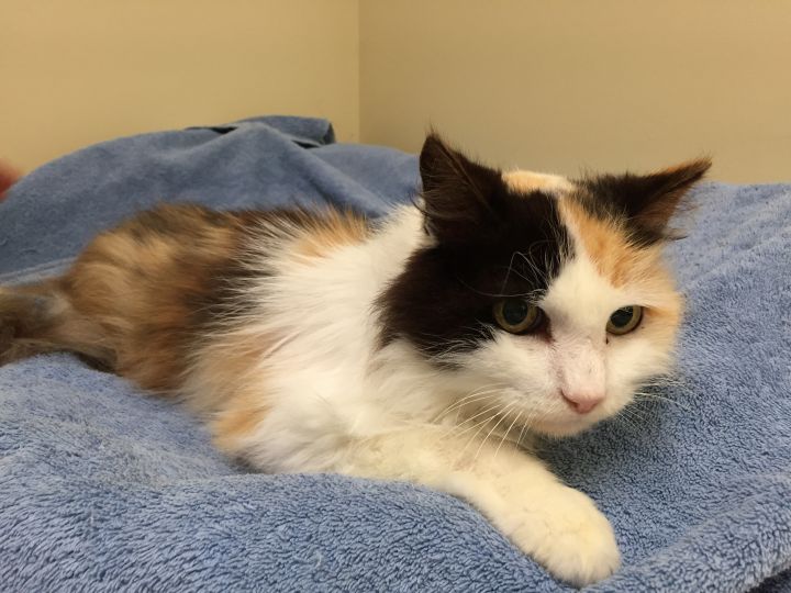 Cat For Adoption Cameo A Domestic Medium Hair Calico Mix In