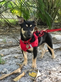 Farrah, an adopted Miniature Pinscher & Terrier Mix in Davie, FL_image-2