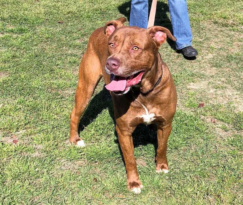 Lance, an adoptable Labrador Retriever, Boxer in Ladson, SC, 29456 | Photo Image 1