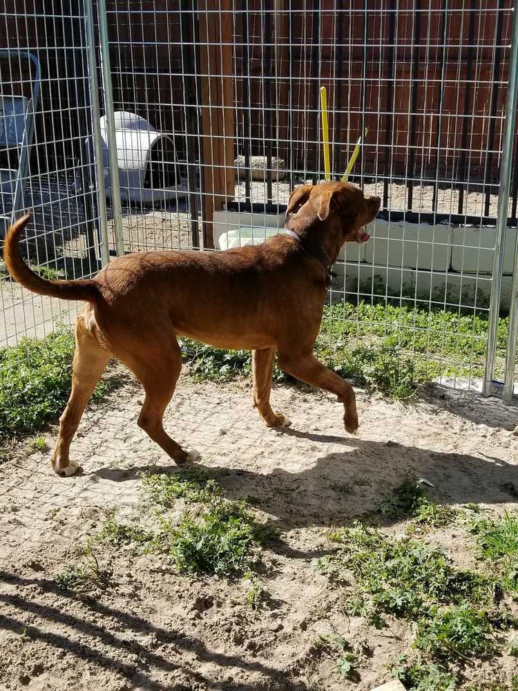 Lance, an adoptable Labrador Retriever, Boxer in Ladson, SC, 29456 | Photo Image 2