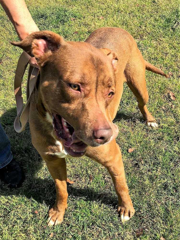 Lance, an adoptable Labrador Retriever, Boxer in Ladson, SC, 29456 | Photo Image 3