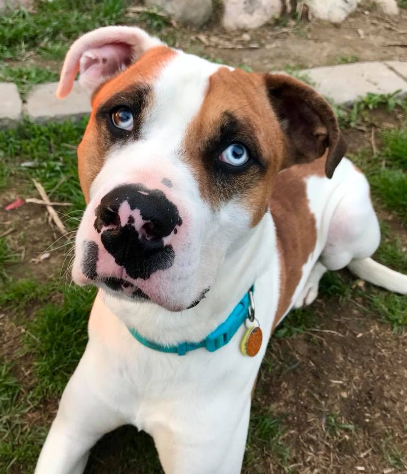 Abel, an adoptable Terrier, Boxer in Macomb, MI, 48042 | Photo Image 2