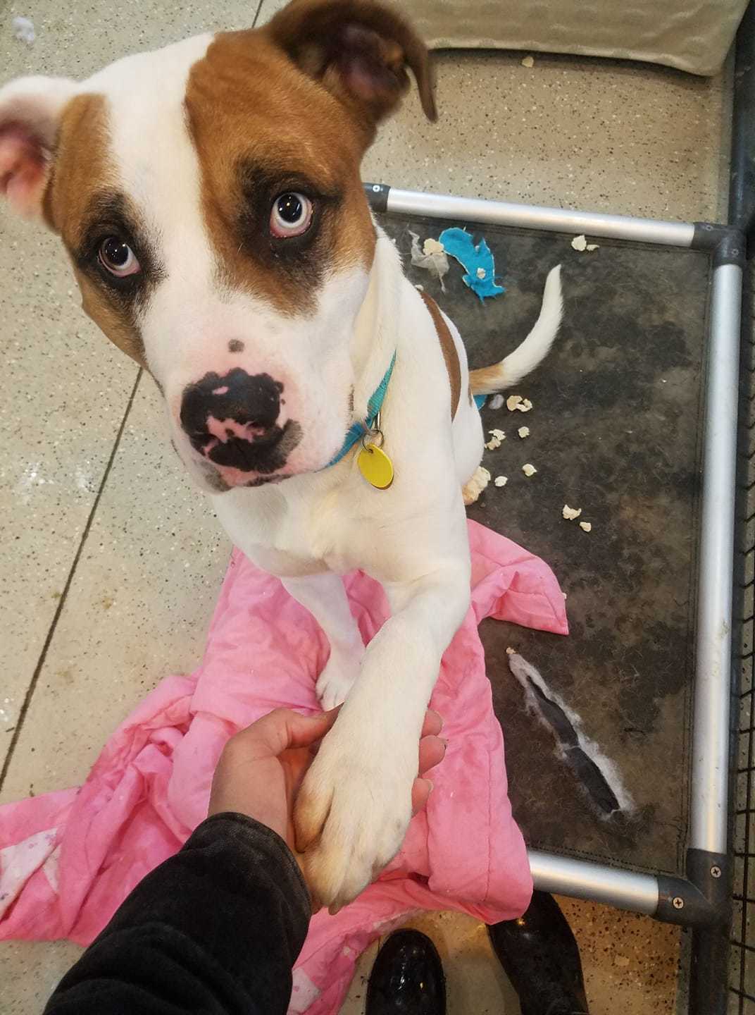 Abel, an adoptable Terrier, Boxer in Macomb, MI, 48042 | Photo Image 3