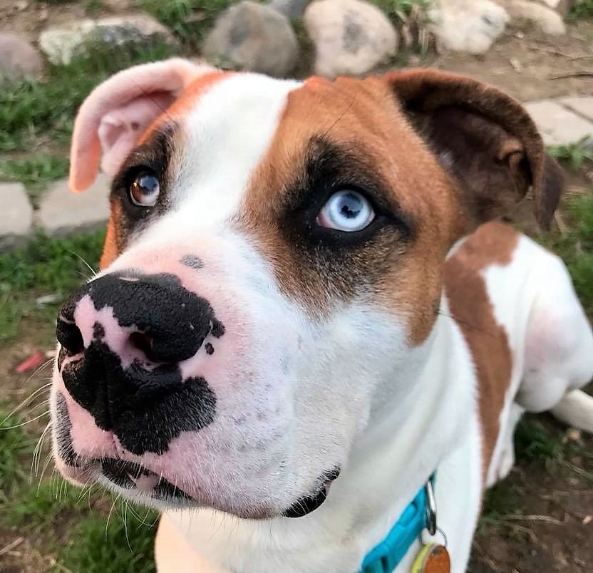 Abel, an adoptable Terrier, Boxer in Macomb, MI, 48042 | Photo Image 1