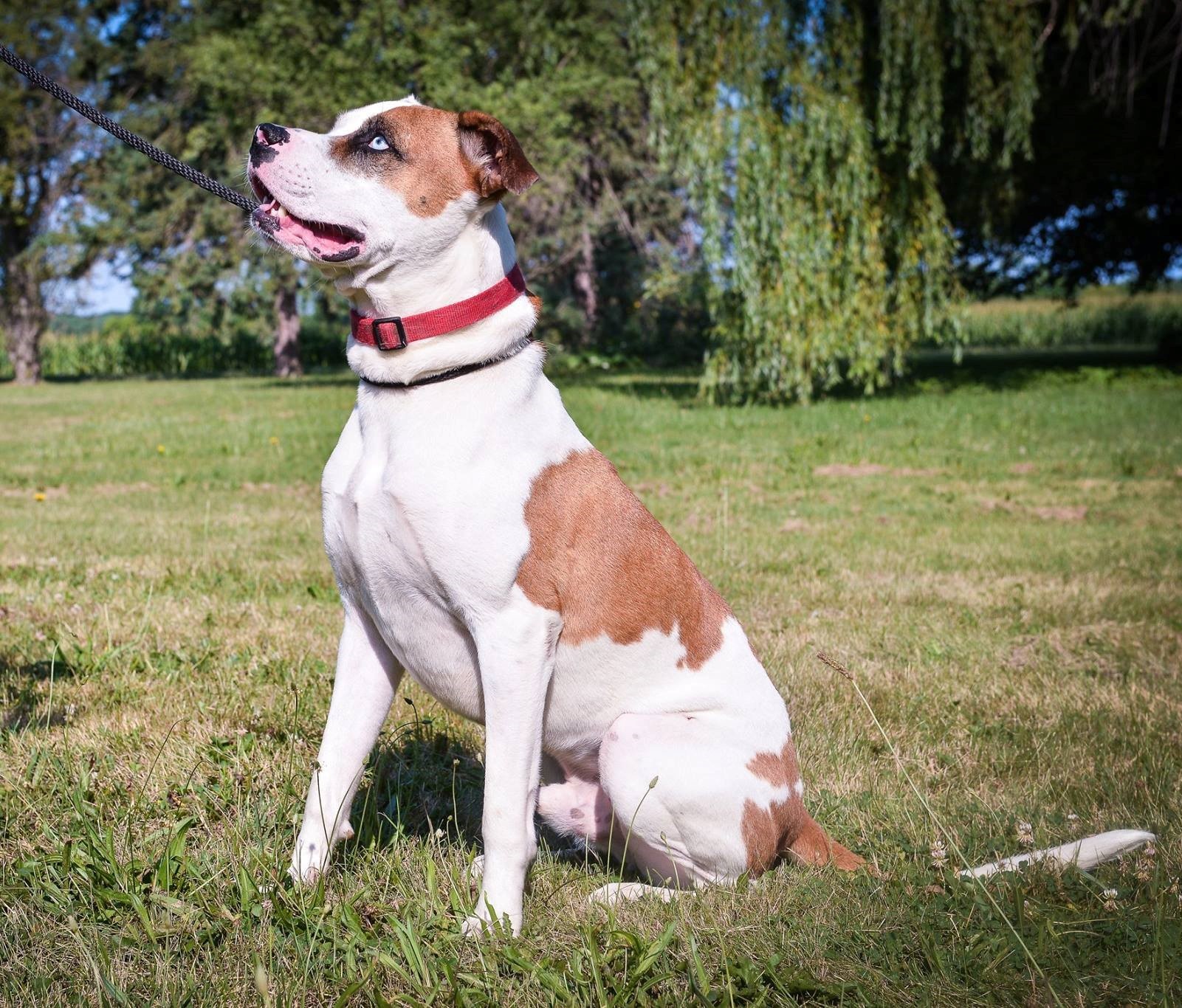 Abel, an adoptable Terrier, Boxer in Macomb, MI, 48042 | Photo Image 4