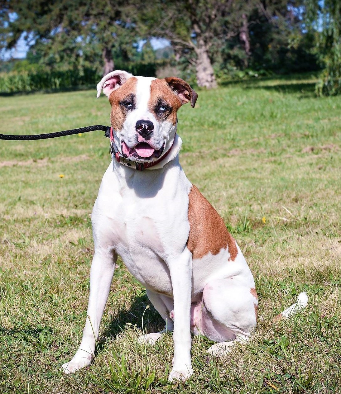 Abel, an adoptable Terrier, Boxer in Macomb, MI, 48042 | Photo Image 5