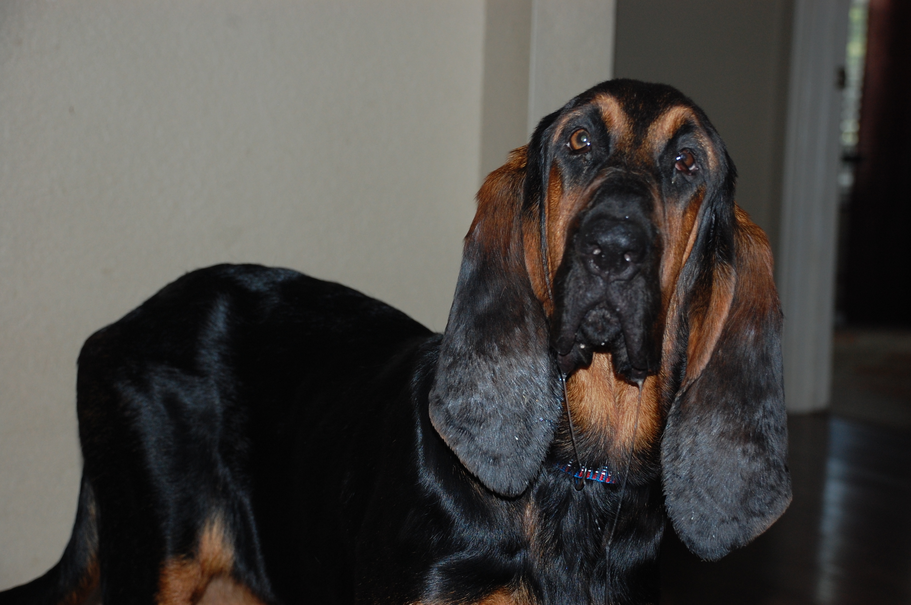 Dog for adoption - Zeke, a Bloodhound in Frisco, TX | Petfinder