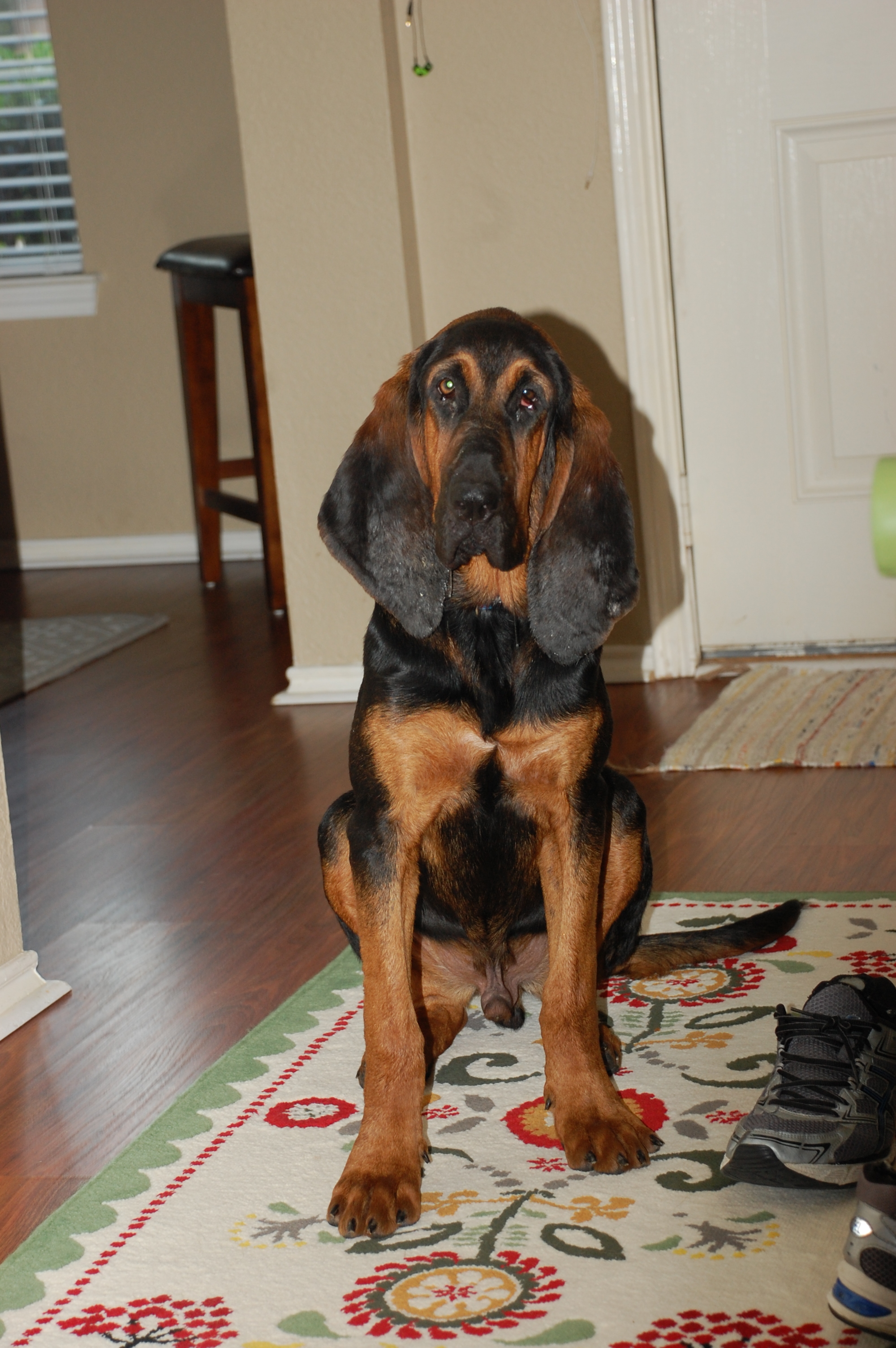 Zeke, an adoptable Bloodhound in Frisco, TX, 75035 | Photo Image 2