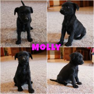 Molly