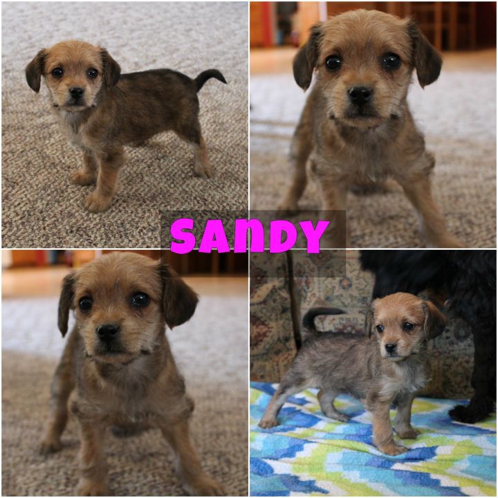 Sandy 1