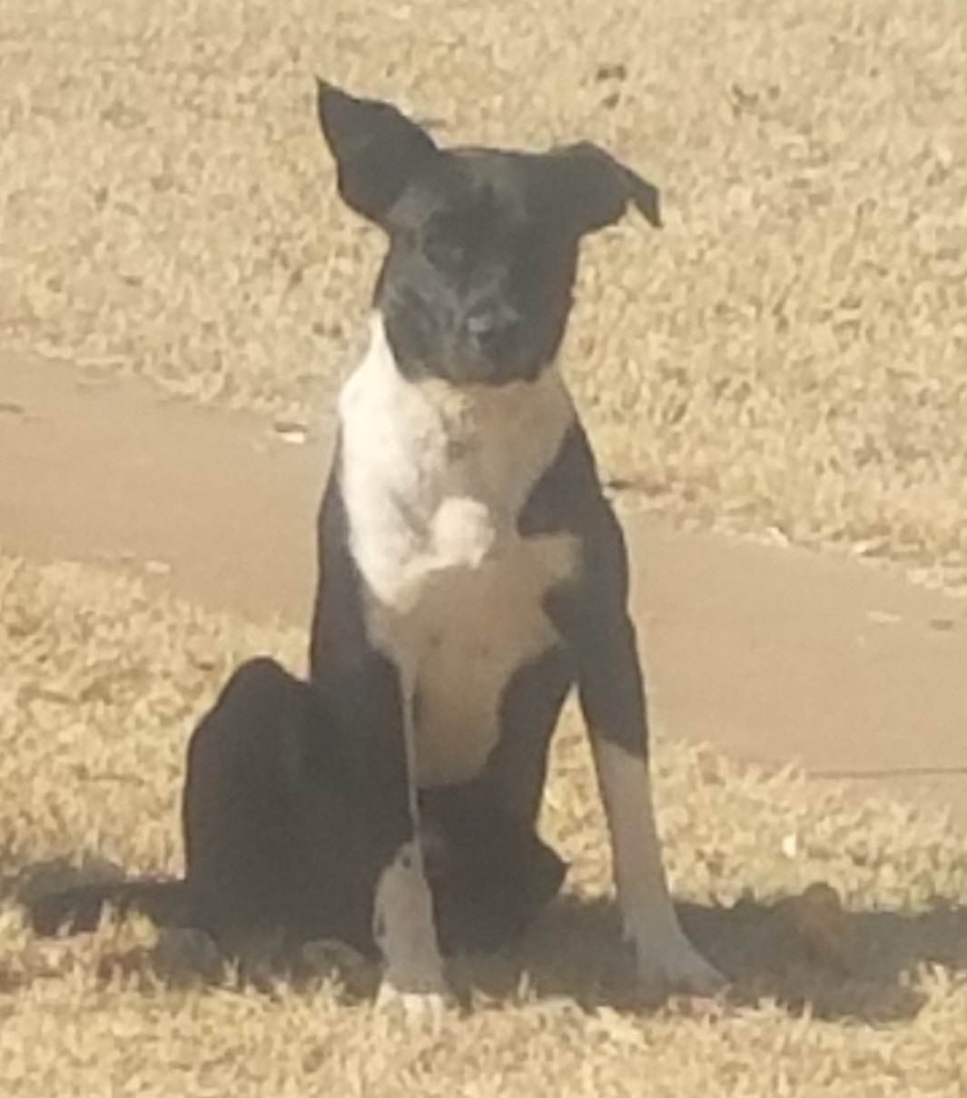 Georgie, an adoptable Labrador Retriever in Petrolia, TX, 76377 | Photo Image 1