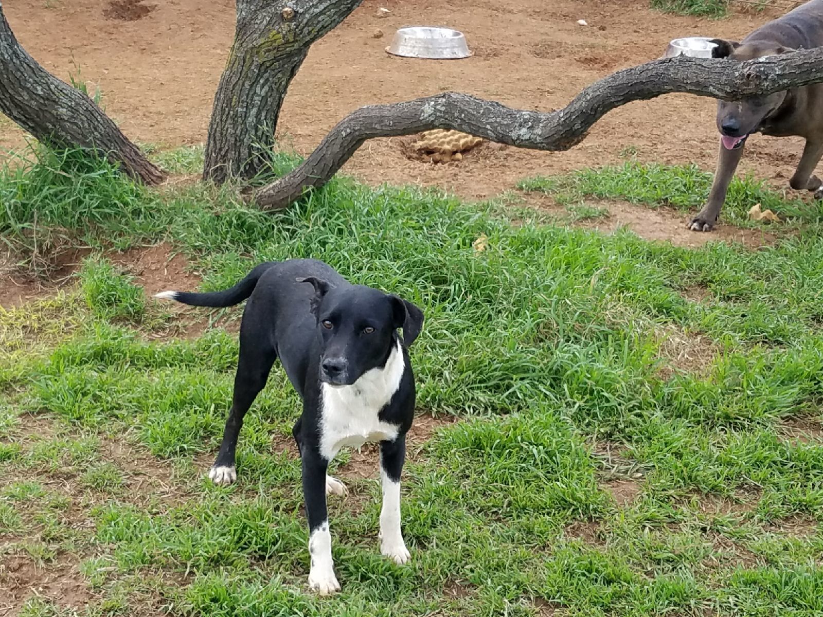 Georgie, an adoptable Labrador Retriever in Petrolia, TX, 76377 | Photo Image 2