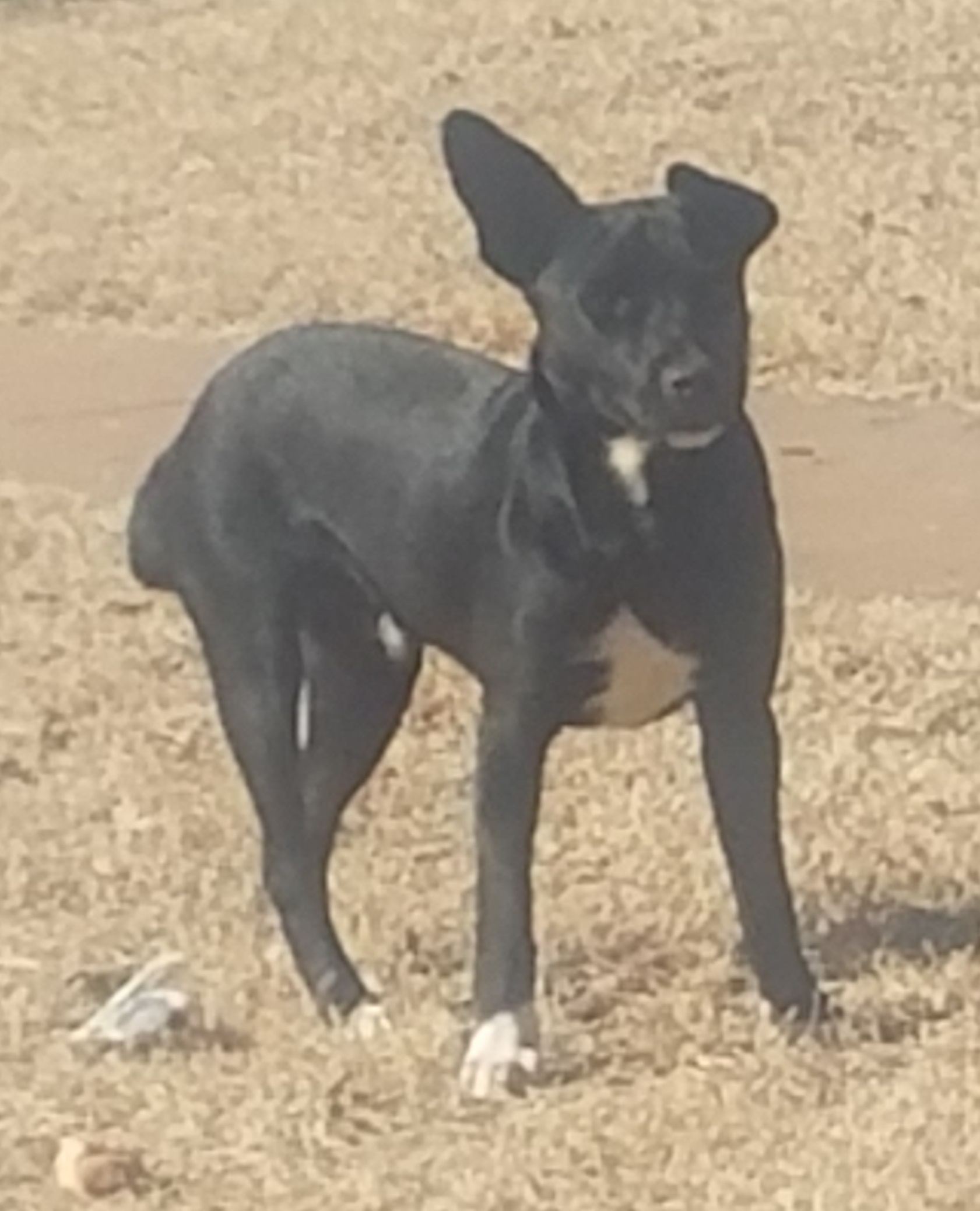 Grumpy, an adoptable Labrador Retriever in Petrolia, TX, 76377 | Photo Image 1