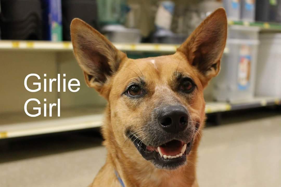 Girlie, an adoptable Cattle Dog in Petrolia, TX, 76377 | Photo Image 1