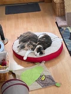 Arya w/ Sansa, an adoptable Domestic Short Hair, Abyssinian in Duxbury, MA, 02331 | Photo Image 1