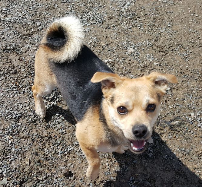 Dog For Adoption Chi Ba A Chihuahua Shiba Inu Mix In