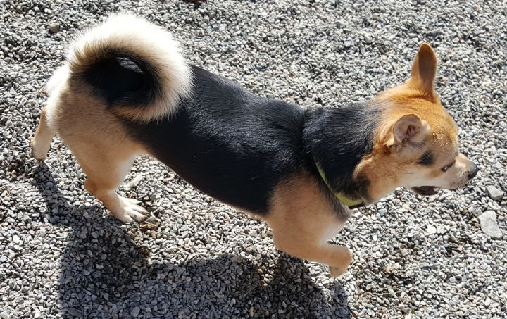 Dog For Adoption Chi Ba A Chihuahua Shiba Inu Mix In