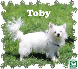 Toby