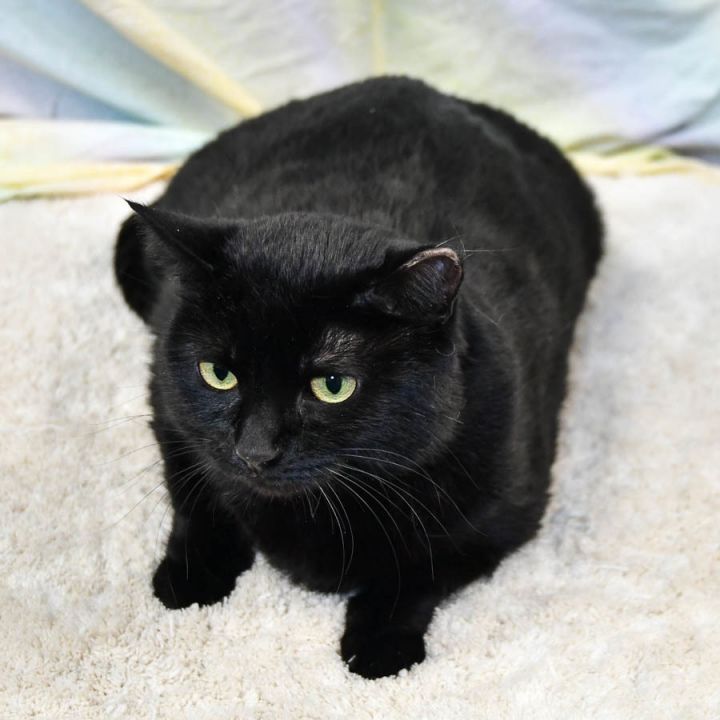 Cat For Adoption Sally A Bombay American Shorthair Mix In