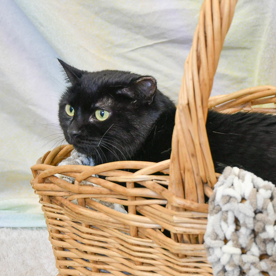 Sally, an adoptable Bombay, American Shorthair in Huntley, IL, 60142 | Photo Image 3