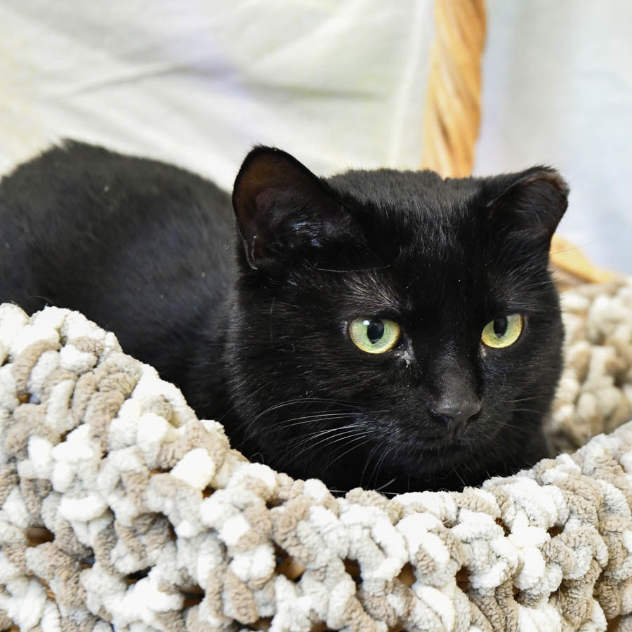 Sally, an adoptable Bombay, American Shorthair in Huntley, IL, 60142 | Photo Image 6