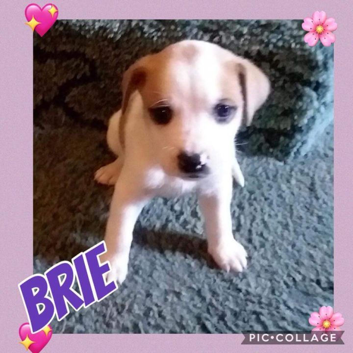 Brie 1