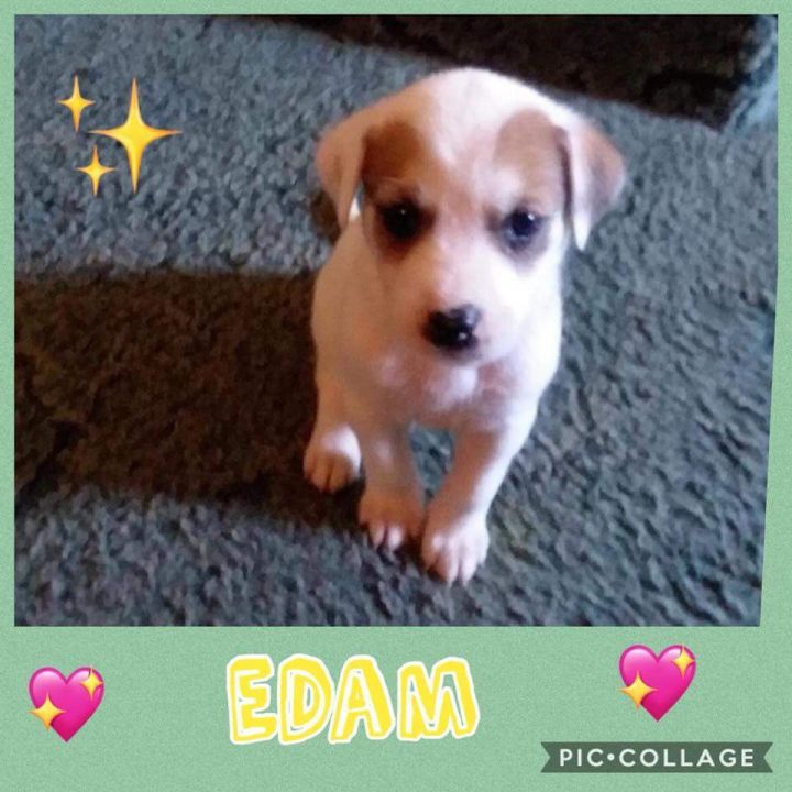 Edam (Edie) 2