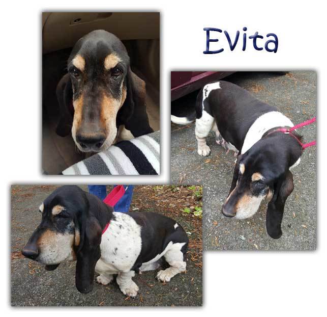 Dog For Adoption Evita A Basset Hound In Fayetteville Ga